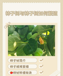 柿树的繁殖方法