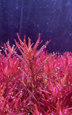 红宫廷用什么种