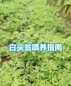 白头翁怎么喂养