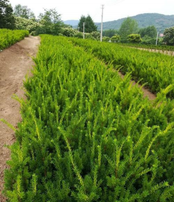 矮紫杉的繁殖栽培