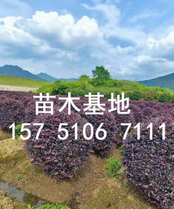 顺德有哪些苗木基地