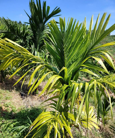 槟榔叶是什么植物