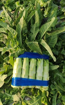 莴苣属有哪些品种