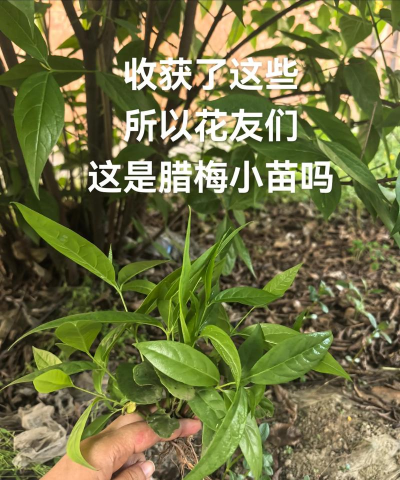 什么叫腊梅实生苗