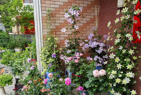 家庭养花用生根粉