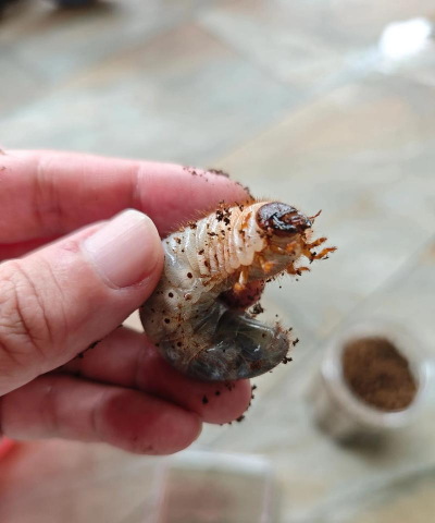 家庭养花用生根粉