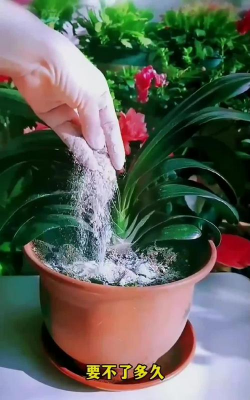 家庭养花用生根粉