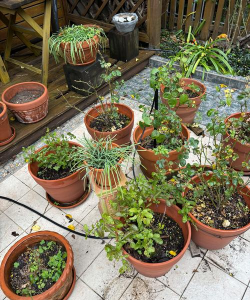 家庭养花用生根粉