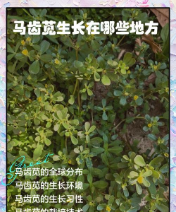 马齿苋怎么繁殖