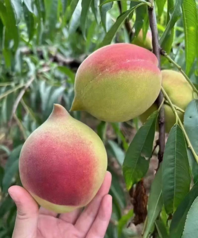 什么桃熟的快