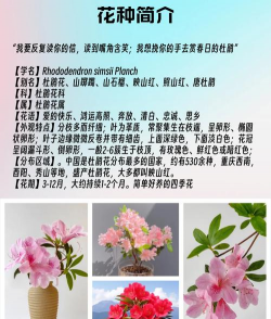 映山红什么花语