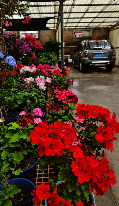 家庭养花用生根粉