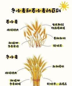 小麦等于什么