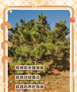 野生黑松如何移栽