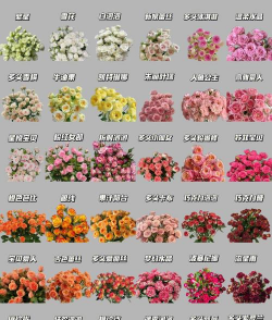 玫瑰花哪些花头大