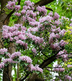 楸树什么季节嫁接