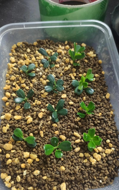 家庭养花用生根粉