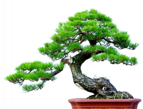 黑松盆景做什么造型