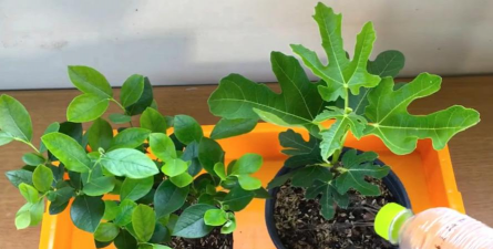 家庭养花用生根粉