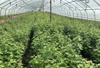 美国红枫繁殖育苗技术