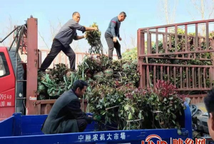 家庭养花用生根粉