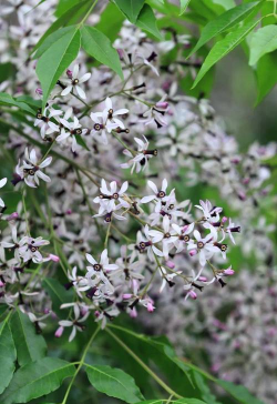 什么树花是药材