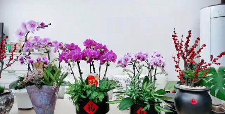 家庭养花用生根粉