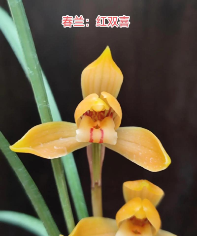 红双喜属于什么兰花