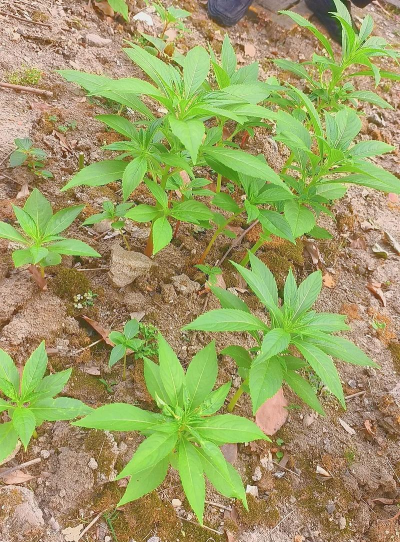 家庭养花用生根粉