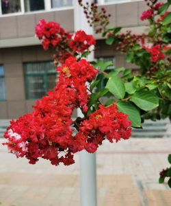 大红大紫花有哪些