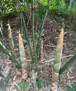 广东的竹子有哪些品种