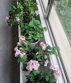 家庭养花用生根粉