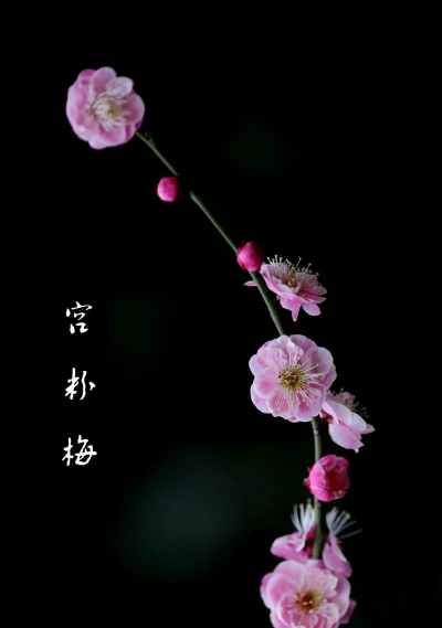 直枝梅分为哪些品种