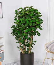 圆叶景观树有哪些