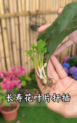 家庭养花用生根粉