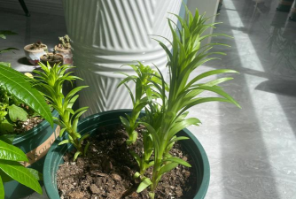 家庭养花用生根粉