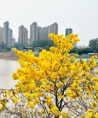 广西钦州有什么花