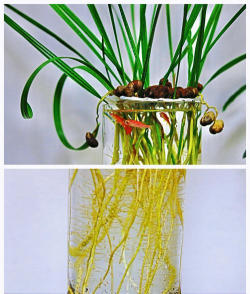东海枣树的培植方法