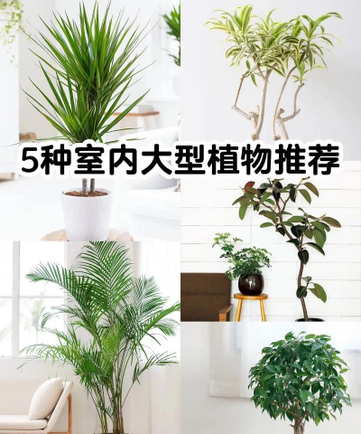 重庆室内绿植有哪些