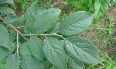 日本白檀是什么植物