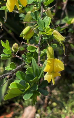 锦鸡儿籽虫什么