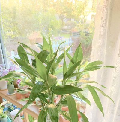 家庭养花用生根粉