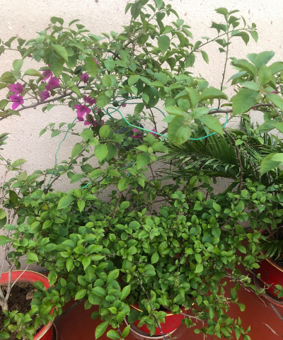 家庭养花用生根粉