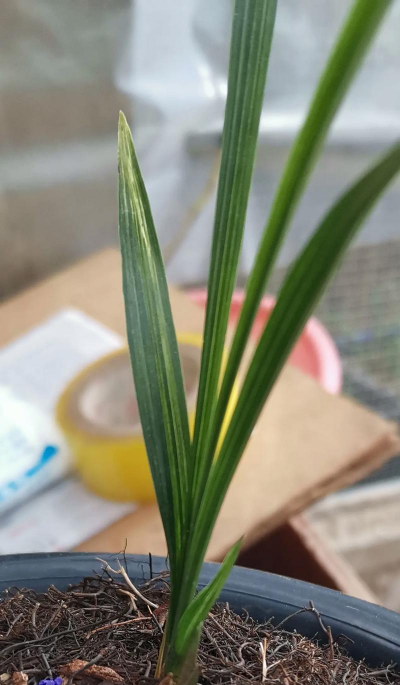 兰花的叶子有哪些颜色