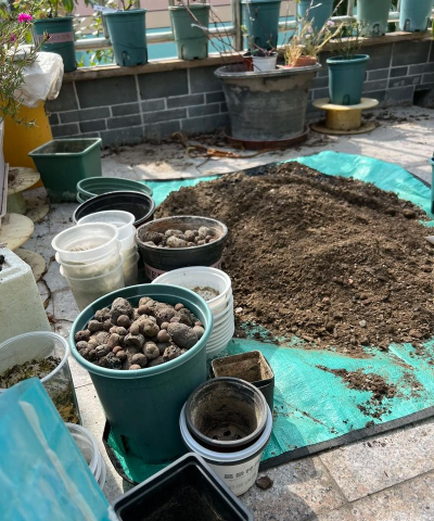 家庭养花用生根粉