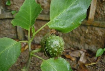 曼陀罗叶辽什么病