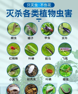 家庭养花用生根粉