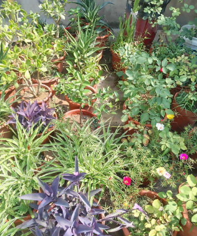 家庭养花用生根粉