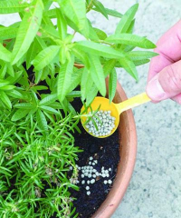 家庭养花用生根粉