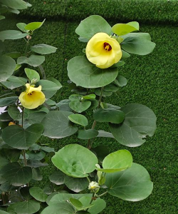 夏天开的木本有哪些